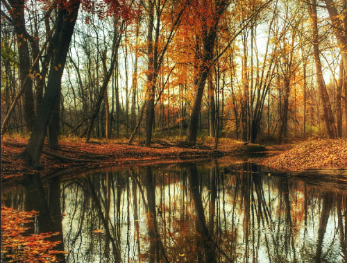 Maulbeerkeim Blog Erkältung in der Schwangerschaft